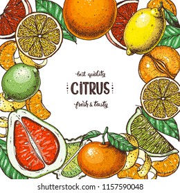 Citrus collection. Hand drawn vector illustration. Organic food frame, citrus design template. Colored illustration. Vintage citrus set.