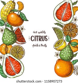 Citrus collection. Hand drawn vector illustration. Organic food frame, citrus design template. Colored illustration. Vintage citrus set.