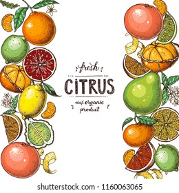 Citrus collection. Hand drawn vector illustration. Organic food frame, citrus design template. Colored illustration. Vintage citrus set.