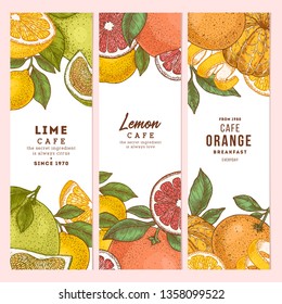 Citrus colored vertical design templates collection. Engraved  botanical style illustration. Vector illustration