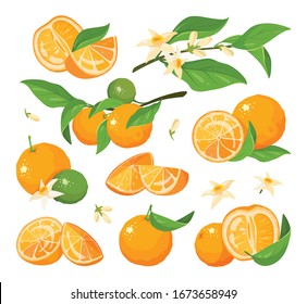 Citrus Colorful Fruit Set Vector Illustration. Collection Of Different  Drawing Oranges With Leaves Isolated On White Background. Orange Prints, Icons, Composition Elements For Logo And Emblem.