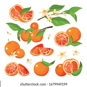 Citrus colorful fruit set vector illustration. Collection of blood orange fruits with leaves isolated drawing on white background. Red orange prints, icons, composition elements for logo and emblem.
