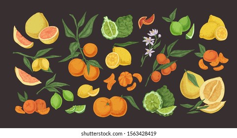 Citrus colorful hand drawn illustrations set. Detailed fruits and herbs vintage drawing collection. Bergamot, pomelo, lemon, lime, mandarin, orange, red orange isolated on black background.