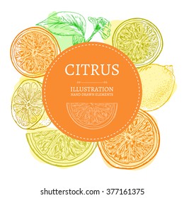 Citrus concept hand drawn elements vintage sketch vector illustration 