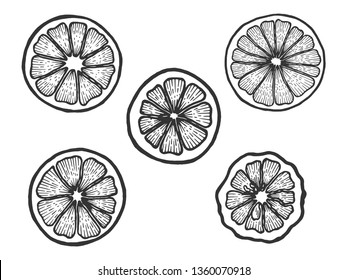 Citrus exotic fruits slice set sketch engraving vector illustration. Scratch board style imitation. Black and white hand drawn image.