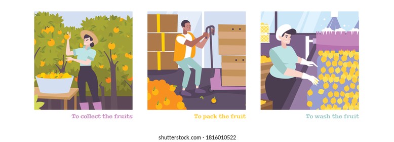 Citrus flat colored isolated vector illustrations of people who collect pack and wash fruits 