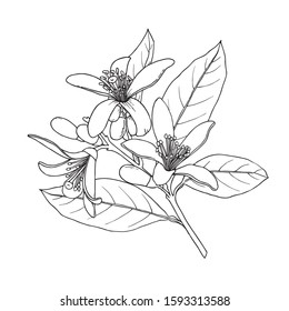 Citrus floral branch. Rutaceae plants flowers bouquet. Draw doodle Ink sketch. Hand drawn vector illustration in line.