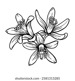 Citrus flower composition. Outline hand drawn illustration of lemon or mandarin blooming isolated on white background. Ink sketch in engraving style. Citron line art for spring prints and designs
