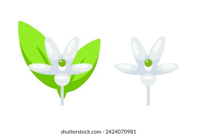 Citrus flower in full bloom next to a budding flower, depicted with a simplistic style on a white background