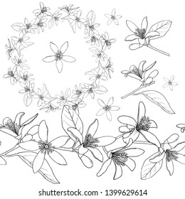 Citrus Flowers wreath and seamless border. Sketch ink. Vintage style. Hand drawn vector illustration isolated on white background.