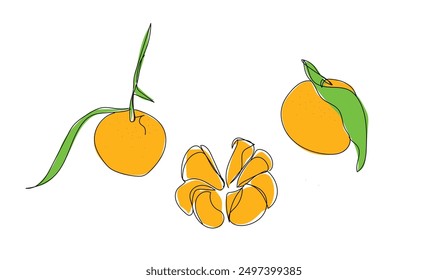 Citrus Fresh fruit, hand drawn doodle, mardarin fruit with leaf, contour sketch with orange spot, isolated. Vector illustration