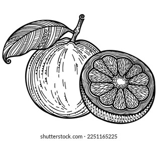 Citrus fruit black graphic vector illustration. Black white lineart decor fruit with leaves isolated on white background for print or coloring book.