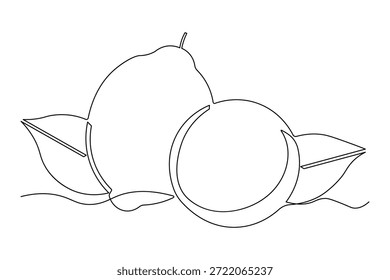 Citrus fruit continuous outline drawing simple style nature element