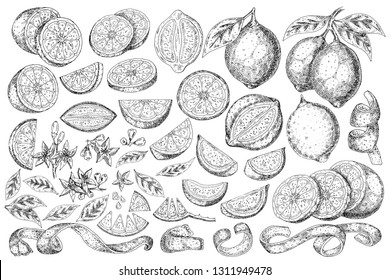 Citrus fruit lemon, orange, lime, mandarin, bergamot  isolated on white background. Hand drawn food illustration.