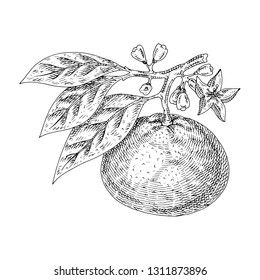 Citrus fruit mandarin isolated on white background. Hand drawn food illustration. 