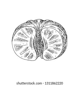 Citrus fruit mandarin slices, half, cut isolated on white background. Hand drawn food illustration. 