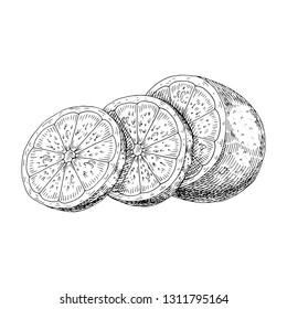Citrus fruit orange, lime, lemon, mandarin, bergamot slices, half, cut isolated on white background. Hand drawn food illustration. 