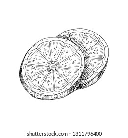 Citrus fruit orange, lime, lemon, mandarin, bergamot slices, half, cut isolated on white background. Hand drawn food illustration. 