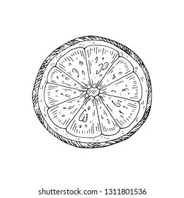 Citrus fruit orange, lime, lemon, mandarin, bergamot slices, half, cut isolated on white background. Hand drawn food illustration. 