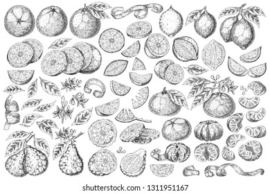 Citrus fruit orange, lime, lemon, mandarin, bergamot  isolated on white background. Hand drawn food illustration. 