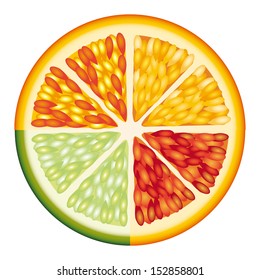 citrus fruit over white background vector illustration 