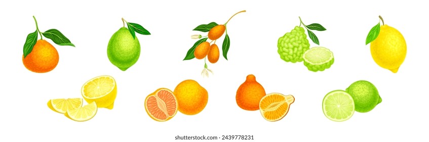 Citrus Fruit with Rind or Peel and Juicy Flesh Vector Set