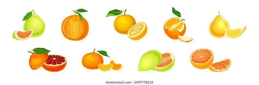 Citrus Fruit with Rind or Peel and Juicy Flesh Vector Set