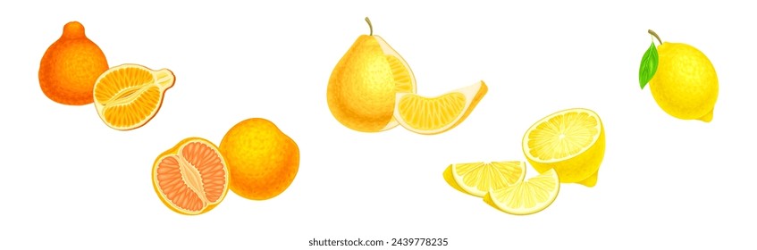 Citrus Fruit with Rind or Peel and Juicy Flesh Vector Set