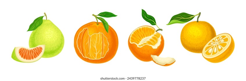 Citrus Fruit with Rind or Peel and Juicy Flesh Vector Set