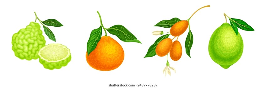 Citrus Fruit with Rind or Peel and Juicy Flesh Vector Set