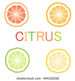 citrus fruit series illustration vector