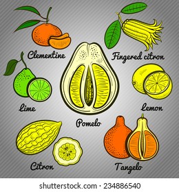 citrus fruit set color vector illustration