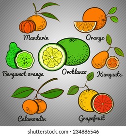 citrus fruit set color vector illustration