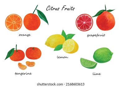 Citrus fruit set of hand drawn watercolor orange, grapefruit, lemon, lime and tangerine