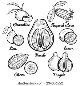 citrus fruit set outline vector illustration