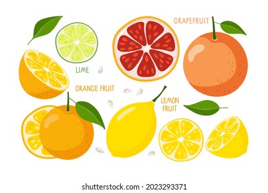 Citrus fruit set. Whole, half and slice of fruits isolated on white. Fresh Citrus fruits with inscriptions. Dietetic, vegetarian and healthy food. Flat vector for summer design, lemonade, juice, logo.