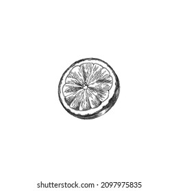 Citrus fruit sliced in half, vintage engrave illustration. Lime sketch, woodcut or etch style. Lemon hand drawn illustration, vector element for lemonade or tea design.