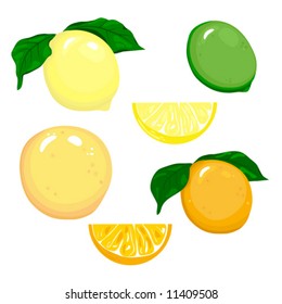 Citrus Fruit vector is hand drawn original artwork.