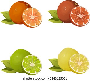 Citrus fruit vector illustration. Orange, grapefruit, lemon, lime. Slice and whole. A set of vitamins, ingredients for fresh or salad. Summer healthy food on a transparent isolated background