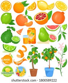 Citrus fruit vector illustration set. Cartoon flat food drink citrus collection with fresh orange juice, citric plant growing in pot, zest, slices of orange lemon grapefruit lime isolated on white