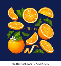 Conjunto de Ilustración vectorial de frutas cítricas con naranjas frescas, rodajas, cáscara y hojas verdes sobre fondo azul oscuro, coloridos Elementos de alimentos saludables para el empaquetado, marca, carteles y diseño de cocina.