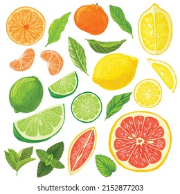 Citrus fruits collection, lemons grapefruits and limes, hand drawn vector illustration