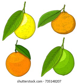 Citrus fruits. Colored hand drawn sketch. Vector illustration isolated on white background