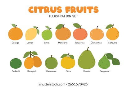 Citrus frutas ilustração vetor plano definido no estilo clipart desenho animado. Laranja, limão, cal, tangerina, tangerina, clementina, satsuma, sudachi, kumquat, calamansi, yuzu, pomelo, bergamota