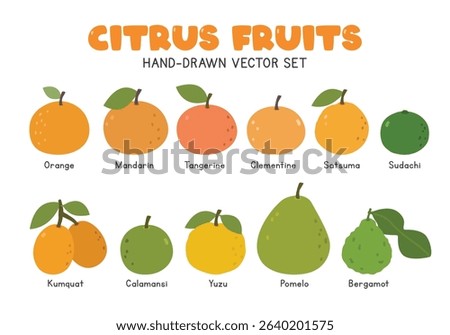 Citrus fruits flat vector illustration set in cartoon clipart style. Orange, mandarin, tangerine, clementine, satsuma, sudachi, kumquat, calamansi, yuzu, pomelo, bergamot