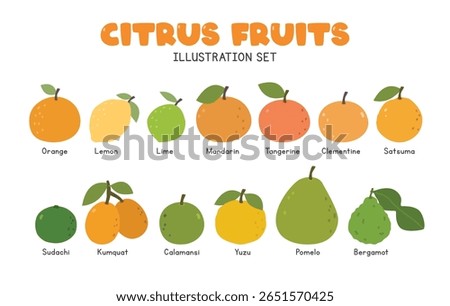 Citrus fruits flat vector illustration set in cartoon clipart style. Orange, lemon, lime, mandarin, tangerine, clementine, satsuma, sudachi, kumquat, calamansi, yuzu, pomelo, bergamot