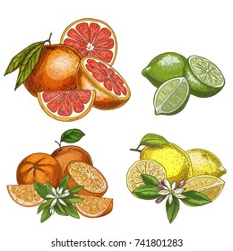 Citrus fruits with halves and flowers. Lemon, lime, grapefruit, orange. Full color realistic sketch vector illustration. Hand drawn painted illustration.