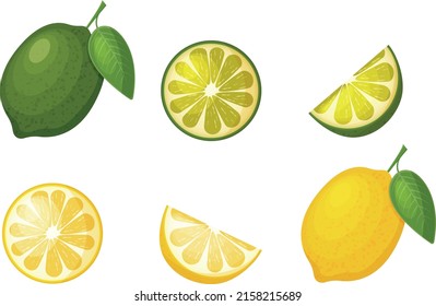Citrus fruits. Image of lemon and lime. Sliced lemon. Half a lime. Ripe citrus fruit. Vector illustration isolated on a white background