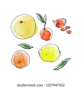 citrus fruits ink and watercolor vector set. Grapefruit, lemon, tangerine, orange, with green leaves and peel zest