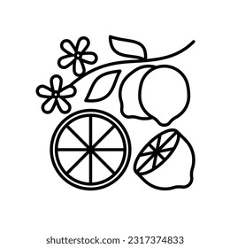 Citrus fruits line icon - bergamot, lemon, orange. Flavor aromatic ingridients concept. Editable linear illustration.
